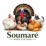 Soumaré Agro élevage